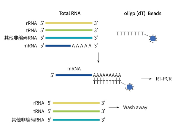 mRNA富集流程图
