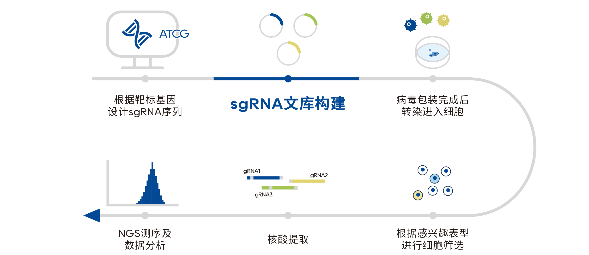 sgRNA文库进行筛选实验流程图